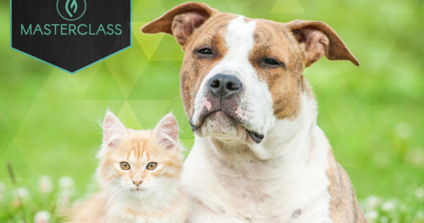 Benefits of Cannabis for Pets