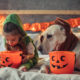 Beyond Halloween: Year-Round Holiday Safety For Pets