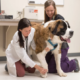 New Strides in Cannabis Research for Veterinary Patients