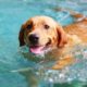 Pool Safety Tips for Your Dog