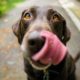 Featured: Why is my dog shaking?