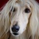 Gorgeous Long-Haired Dog Breeds