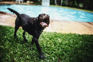 shallow focus photo of black dog near swimming pool