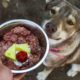 Raw Diet for Dogs: What You Need to Know