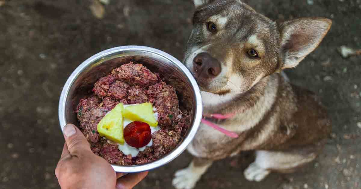 Raw Diet for Dogs What You Need to Know Dr. Gary Richter