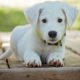 What Do Pet Owners Need To Know About COVID-19?