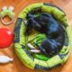 Fresh Dog & Cat Food Recipes For Your Furry Valentine
